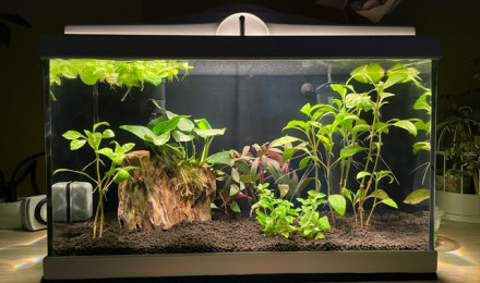 aquarium Aquarium combattant