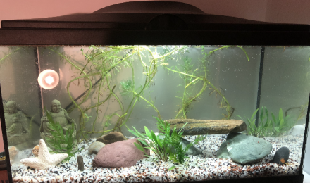 aquarium Platys et physes