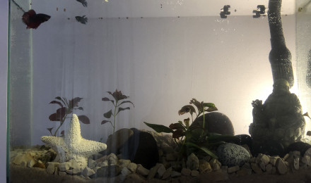 aquarium Bettas splendens