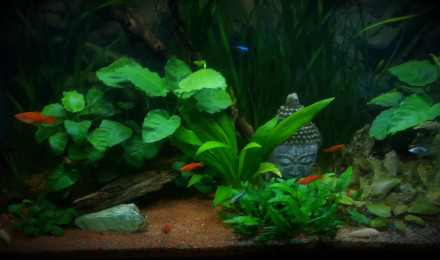 aquarium Le XiMofish