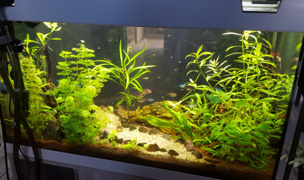 aquarium Mon bébé
