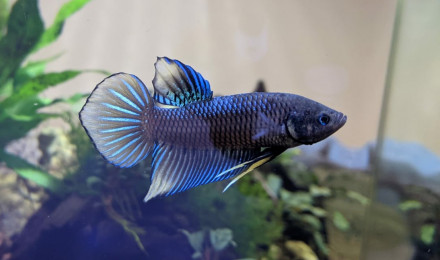 aquarium Aquarium Betta Spade Tail