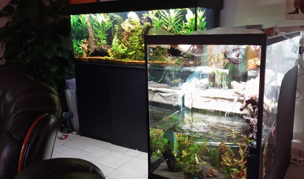 aquarium aquarium paludarium