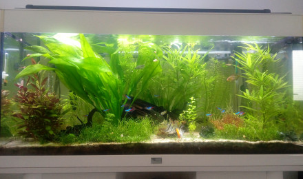 aquarium Georg s Amazonien