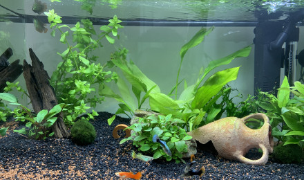 aquarium Nouvel aquarium