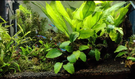 aquarium Aquarium 60L