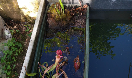 aquarium Bac extérieur naturel