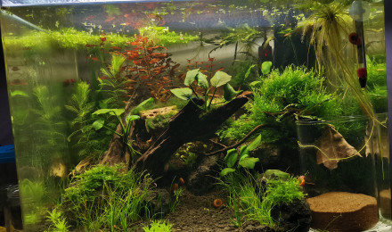 aquarium 55L KILLIES