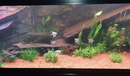 aquarium Communautaire
