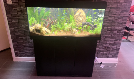 aquarium Mon petit feuillus