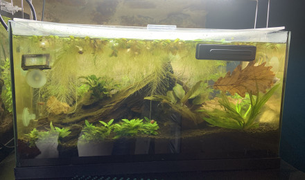 aquarium Bac 30L Betta Splendens
