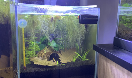 aquarium Bac 15L Betta Splendens