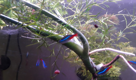 aquarium Mon premier