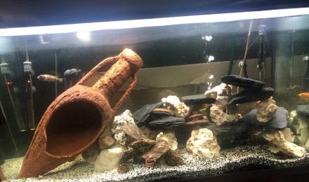 aquarium Cichlidés africain