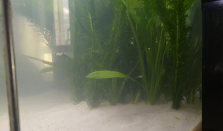 aquarium Petit bac nurserie