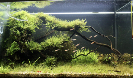 aquarium Under The Bridge