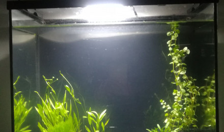 aquarium 20L beta