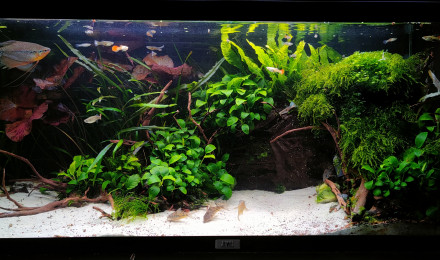 aquarium MOONLIGHT SHADOW