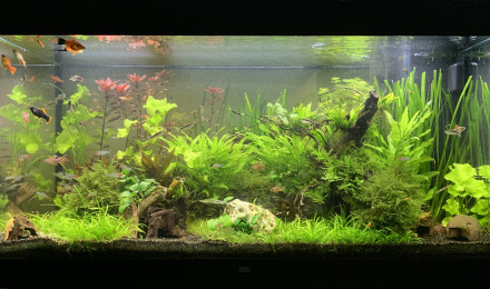 aquarium Juwel Rio 350