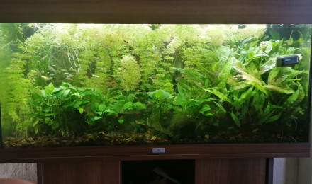 aquarium 200l soupe de guppys