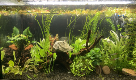 aquarium 126 litres communautaire