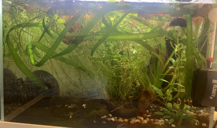 aquarium Aquarium betta