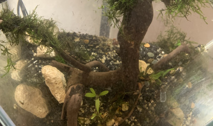 aquarium Mon petit arbre à crevette