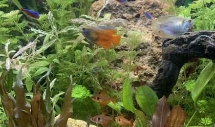 aquarium Mes colisa Damour