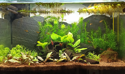 aquarium Nano