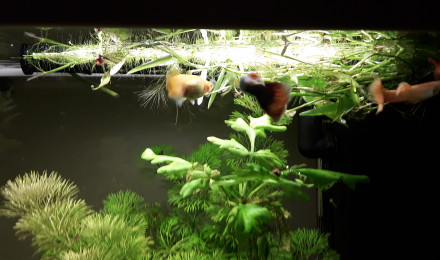 aquarium Guppys
