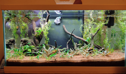 aquarium Aquarium Betta
