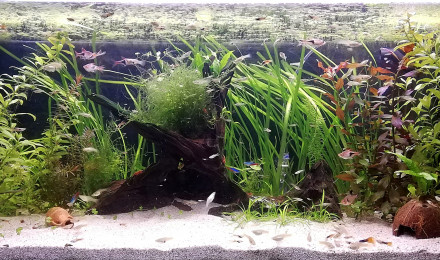 aquarium Aqua