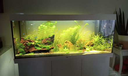 aquarium juwel 450