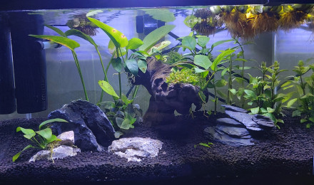 aquarium Beta
