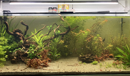 aquarium 300L Guppy Néon Nez rouge Ancistrus Corydoras Julii Red cherry Caridina Japonica