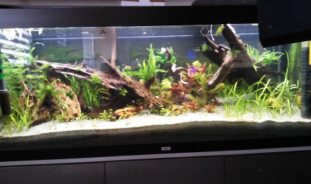 aquarium juwel rio 400 mixte scap-planté
