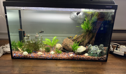 aquarium Bassin amérique du sud