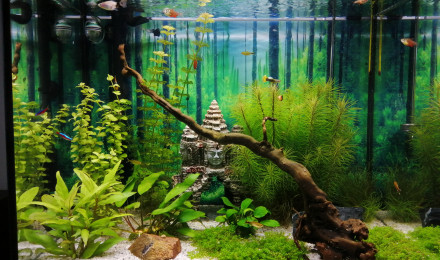 aquarium Asiaquarium