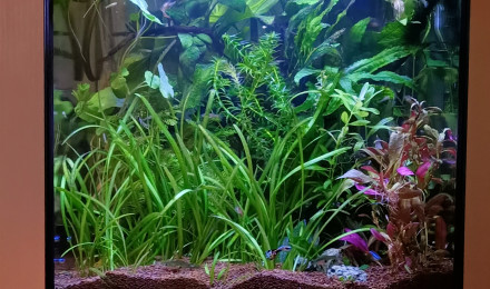 aquarium askoll 50l