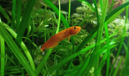 aquarium ma lampe de chevet 20l