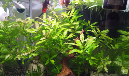 aquarium Nano