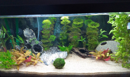 aquarium Australo guinéen