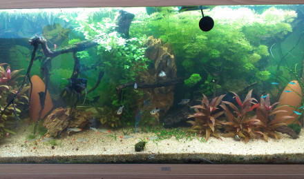 aquarium amazonien