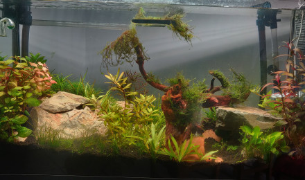 aquarium Aqua100L