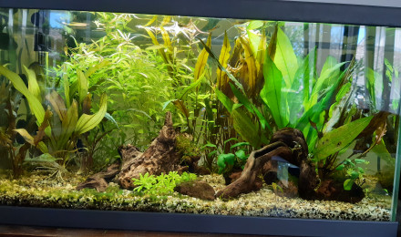 aquarium Aquarium