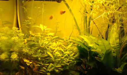 aquarium Biotope