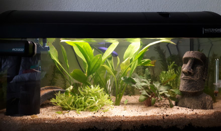 aquarium Killi26 141 Aphyosemion striatum Ncolamvan GEMHS 00-33