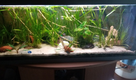 aquarium 150l