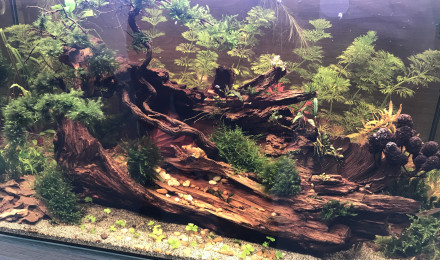 aquarium 60L