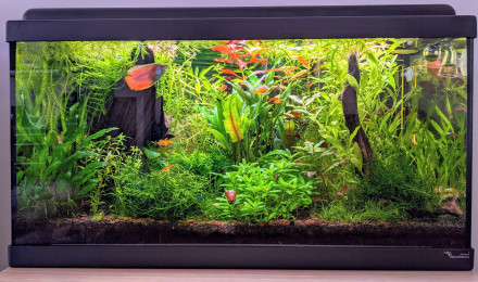 aquarium Sur la Route des Laves 60L